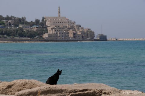 Katzensprung nach Jaffa: Und plötzlich finden Sie sich nur einen Straßenzug weiter mitten im Orient wieder – in der früheren arabischen Stadt Jaffa – die laut Bibel kurz nach der Sintflut entstanden ist und heute zu Tel Aviv gehört.